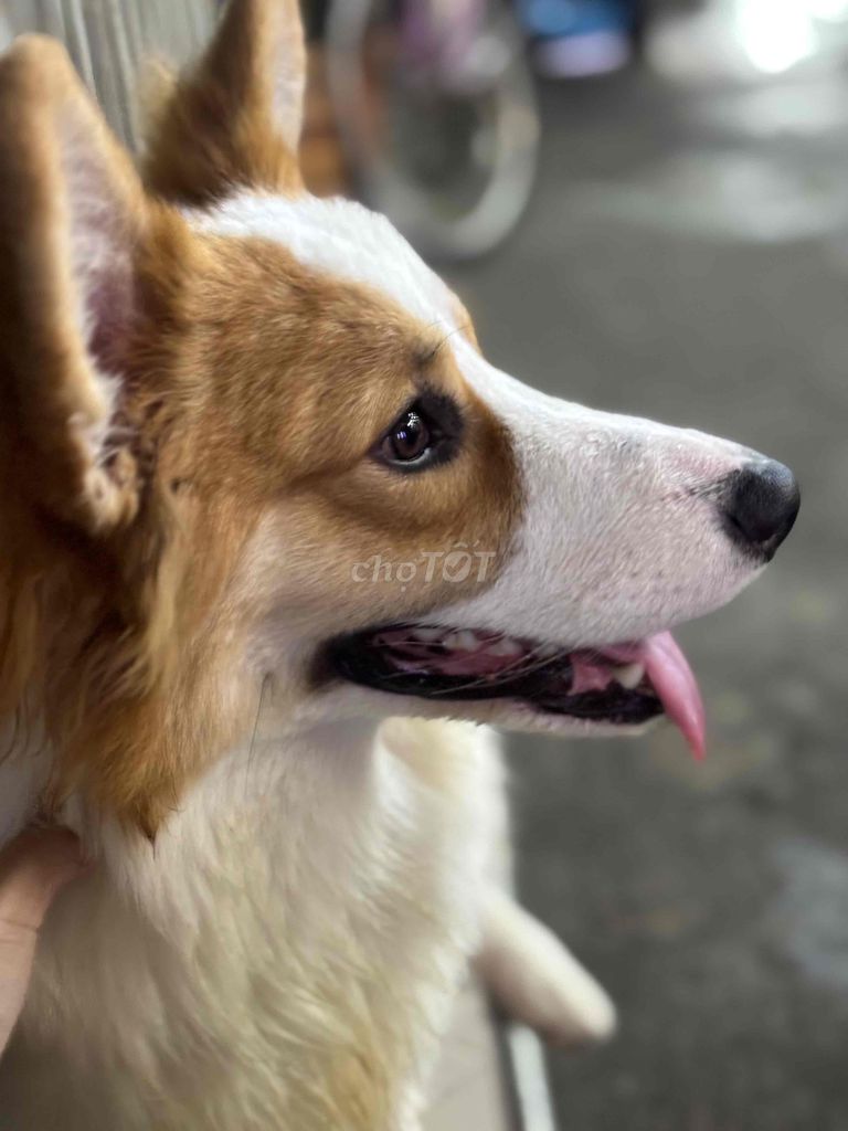 Corgi thuần chủng 11tháng tuổi nặng 14 kgs đủ mũi. Mua bán Chó tại Quận Gò Vấp Tp Hồ Chí Minh được đăng bởi Xuân hình 1
