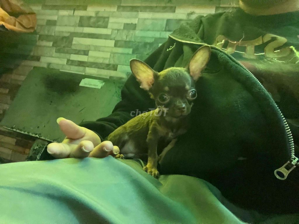 Chó Chihuahua 3 tháng màu Nâu. Mua bán Chó tại Thành phố Thủ Đức Tp Hồ Chí Minh được đăng bởi Vinh Nguyen hình 1
