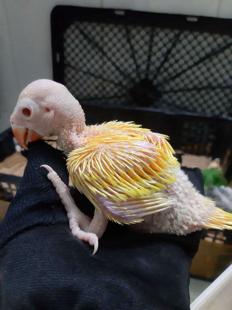 Vẹt Biết nói  Ringneck. Mua bán Chim tại Quận Gò Vấp Tp Hồ Chí Minh được đăng bởi Bao Bao hình 1