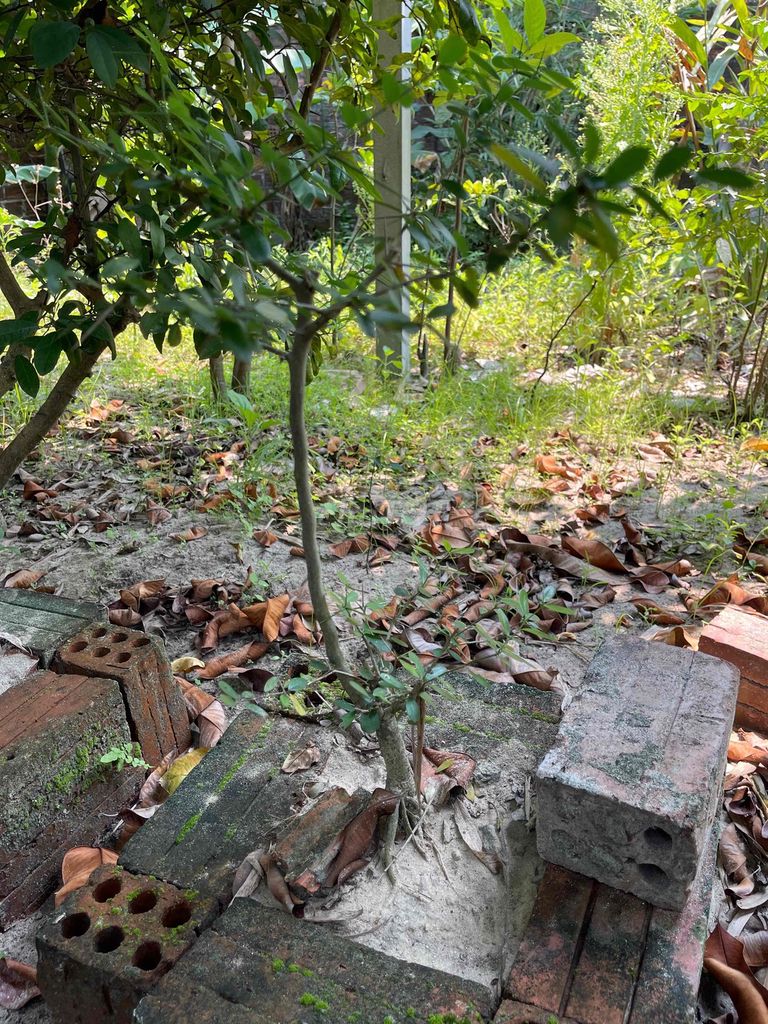 Cây cảnh Linh sam Hoa tím. Mua bán Cây cảnh, đồ trang trí tại Quận Ngũ Hành Sơn Đà Nẵng được đăng bởi Trần Mạnh hình 1