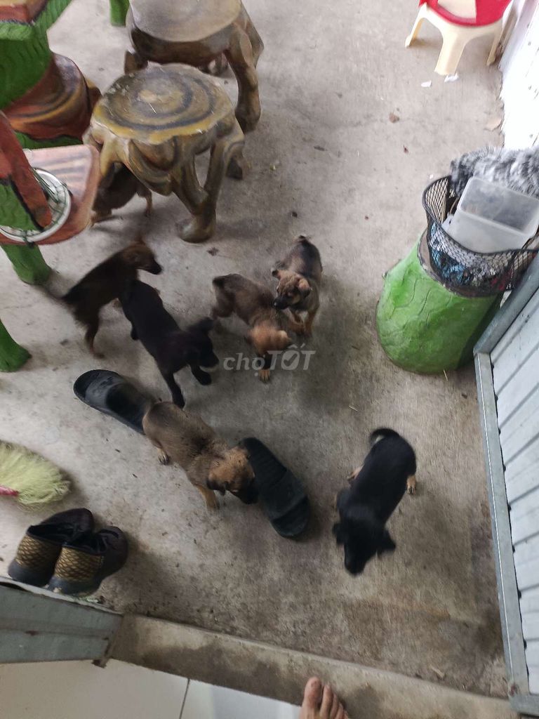 cần bán bầy 🐕 con. Mua bán Chó tại Thị xã Tân Uyên Bình Dương được đăng bởi mr hung hình 1