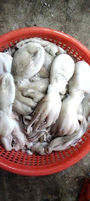Bạch tuộc tươi sống. Mua bán Đồ ăn, thực phẩm và các loại khác tại Huyện Trần Đề Sóc Trăng được đăng bởi to thanh tri