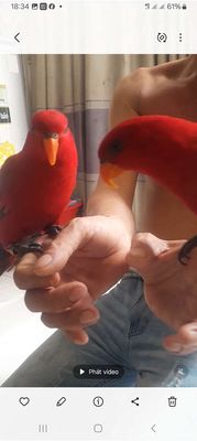 Bán gl Vẹt rex lory. Mua bán Chim tại Huyện Hóc Môn Tp Hồ Chí Minh được đăng bởi Như Lê