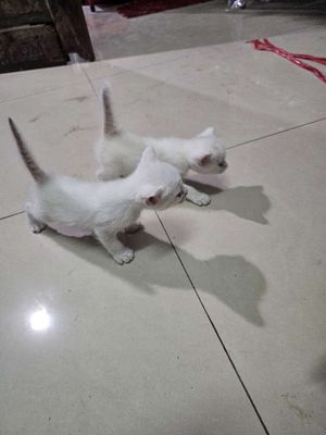 Mèo kiểng màu trắng