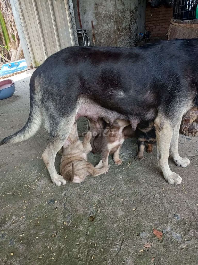Chó Pitbull lai Becgie nâu. Mua bán Chó tại Huyện Bình Chánh Tp Hồ Chí Minh được đăng bởi hoàng hình 1