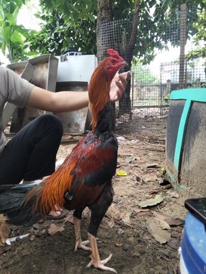 Tía Lối mào cao. Mua bán Gà tại Quận Ngũ Hành Sơn Đà Nẵng được đăng bởi Tên chưa cung cấp