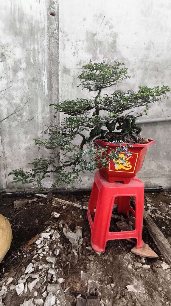 Cần thân bonsai (cây trồng 30 năm)