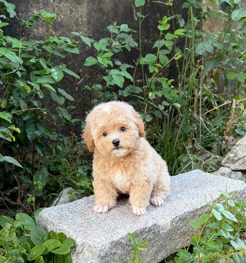 Chó Poodle mơ đã tiêm vắc xin. Mua bán Chó tại Thành phố Rạch Giá Kiên Giang được đăng bởi Nguyễn Phước An hình 1
