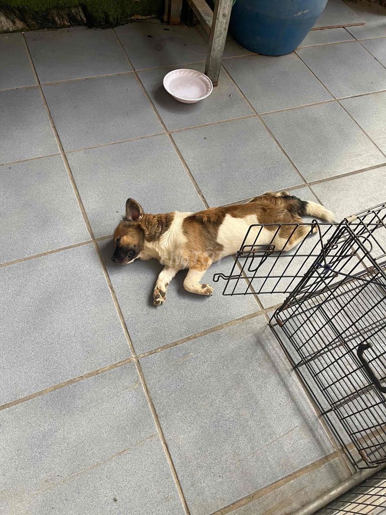 Chó Nhật lùn nâu trắng 5 tháng. Mua bán Chó tại Thành phố Biên Hòa Đồng Nai được đăng bởi mon hình 1