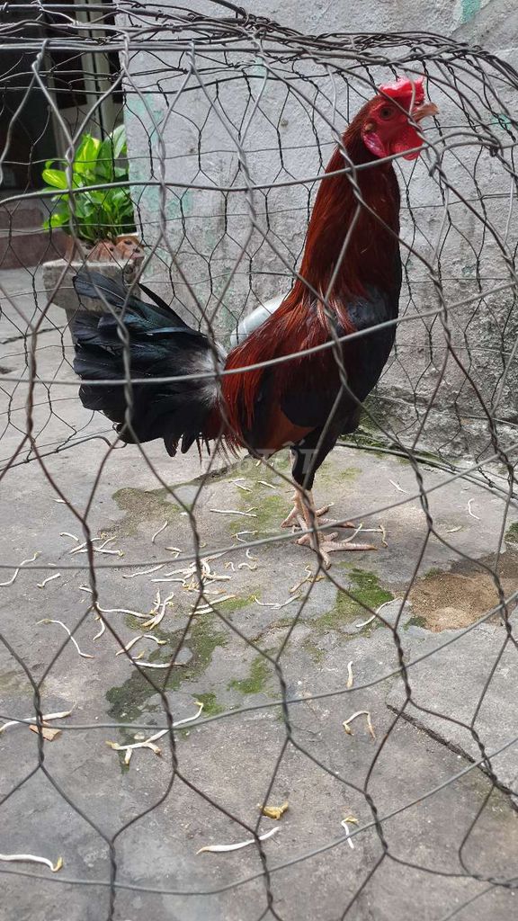 Gà điều chân trắng cán vuông