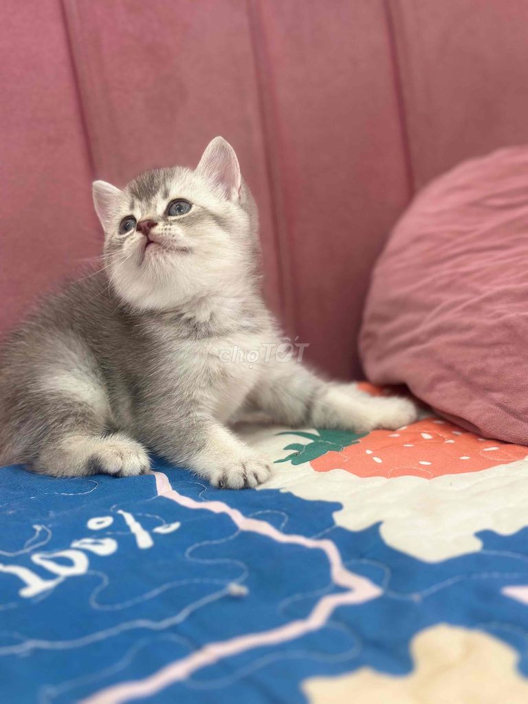 Mèo đực Xám trắng. Mua bán Mèo tại Quận Ninh Kiều Cần Thơ được đăng bởi Bu pets hình 1