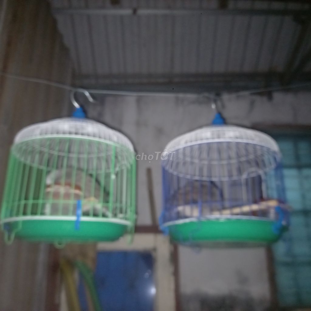 Chim cu gáy Cặp. Mua bán Chim tại Thành phố Buôn Ma Thuột Đắk Lắk được đăng bởi Trinh thang hình 1
