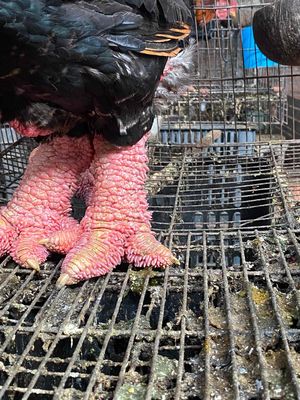 gà đông tảo. Mua bán Gà tại Quận Cái Răng Cần Thơ được đăng bởi gà đông tảo