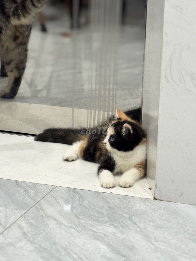 Mèo con thuần Anh lông ngắn của nhà đẻ. Mua bán Mèo tại Quận Bắc Từ Liêm Hà Nội được đăng bởi Nguyễn Thị Minh Tâm hình 6