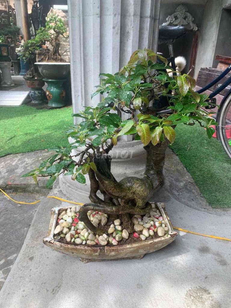 Cây Túc Bonsai Dáng thú Lâu năm. Mua bán Cây cảnh, đồ trang trí tại Quận Kiến An Hải Phòng được đăng bởi duong hình 1