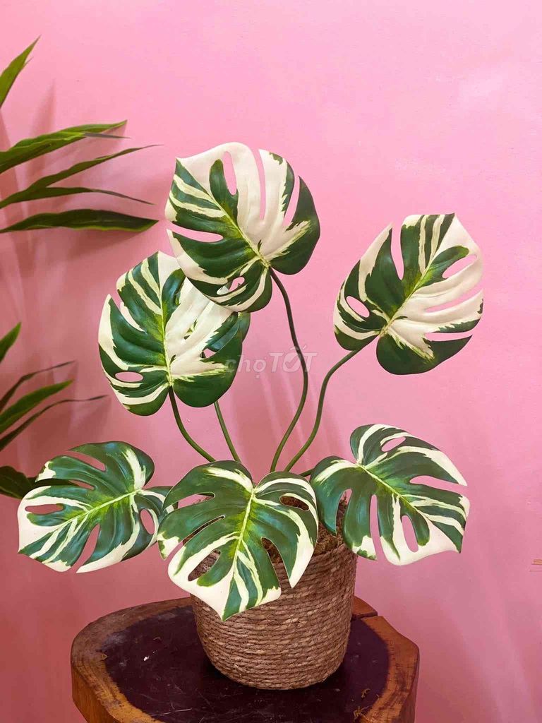 Cây giả Trầu bà Nhựa 80cm Xanh lá, Trắng. Mua bán Cây cảnh, đồ trang trí tại Quận Tây Hồ Hà Nội được đăng bởi Tiệm cây giả hình 1