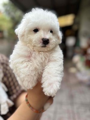 Chó Poodle*Bichon nhà nuôi đã tiêm
