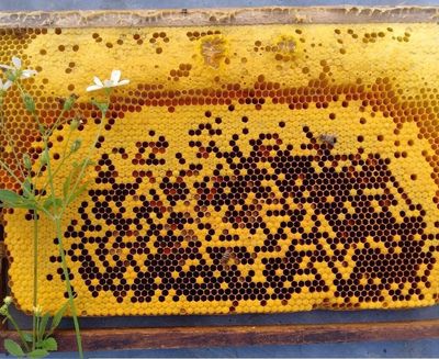Mật ong đặc sánh ngon ngọt thanh (MO bạc hà).