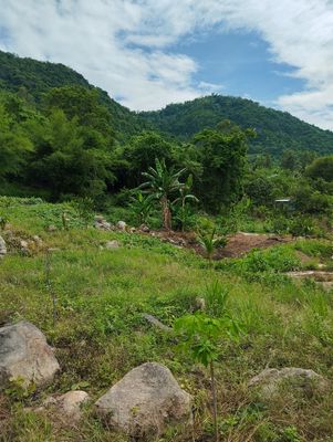 Bán 500m2 đất Núi Cấm có sẳn nhà 115triệu. Mua bán đất tại Huyện Tịnh Biên An Giang được đăng bởi Hồ văn nam