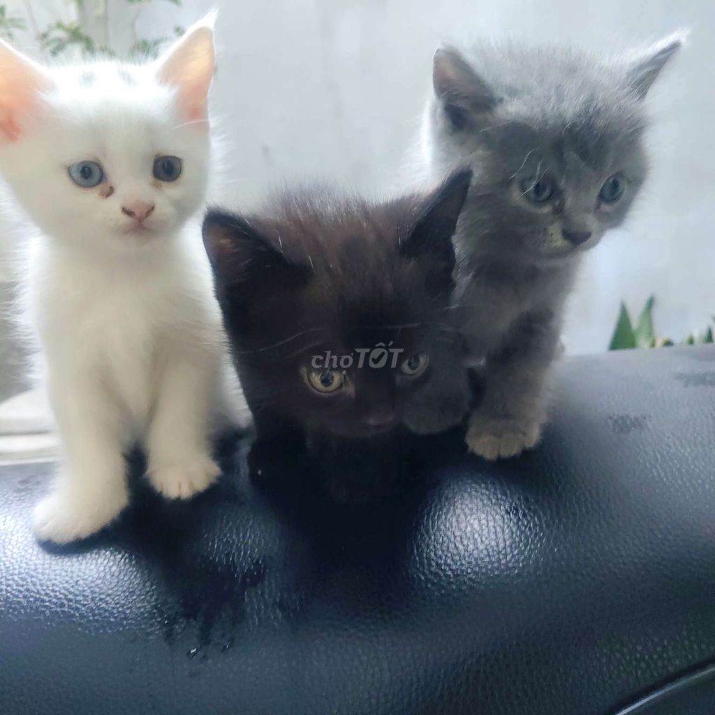 Mèo con nhiều màu khỏe mạnh. Mua bán Mèo tại Quận Hà Đông Hà Nội được đăng bởi Duy Nguyễn Bá hình 1