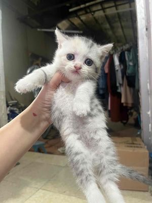 Mèo chân ngắn Munchkin tabby nhà nuôi giá rẻ