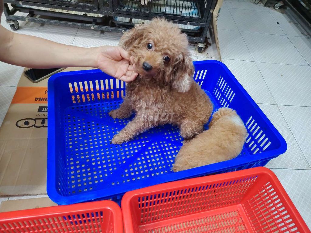 Gã 2 mẹ con bé poodle 3.5 triệu. Mua bán Chó tại Quận 8 Tp Hồ Chí Minh được đăng bởi khoai pet shop tp bến tre  hình 1
