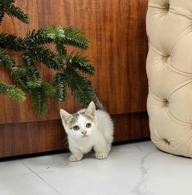 mèo chân ngắn munchkin màu Tabby 2tháng tuổi. Mua bán Mèo tại Quận Hoàng Mai Hà Nội được đăng bởi Mai