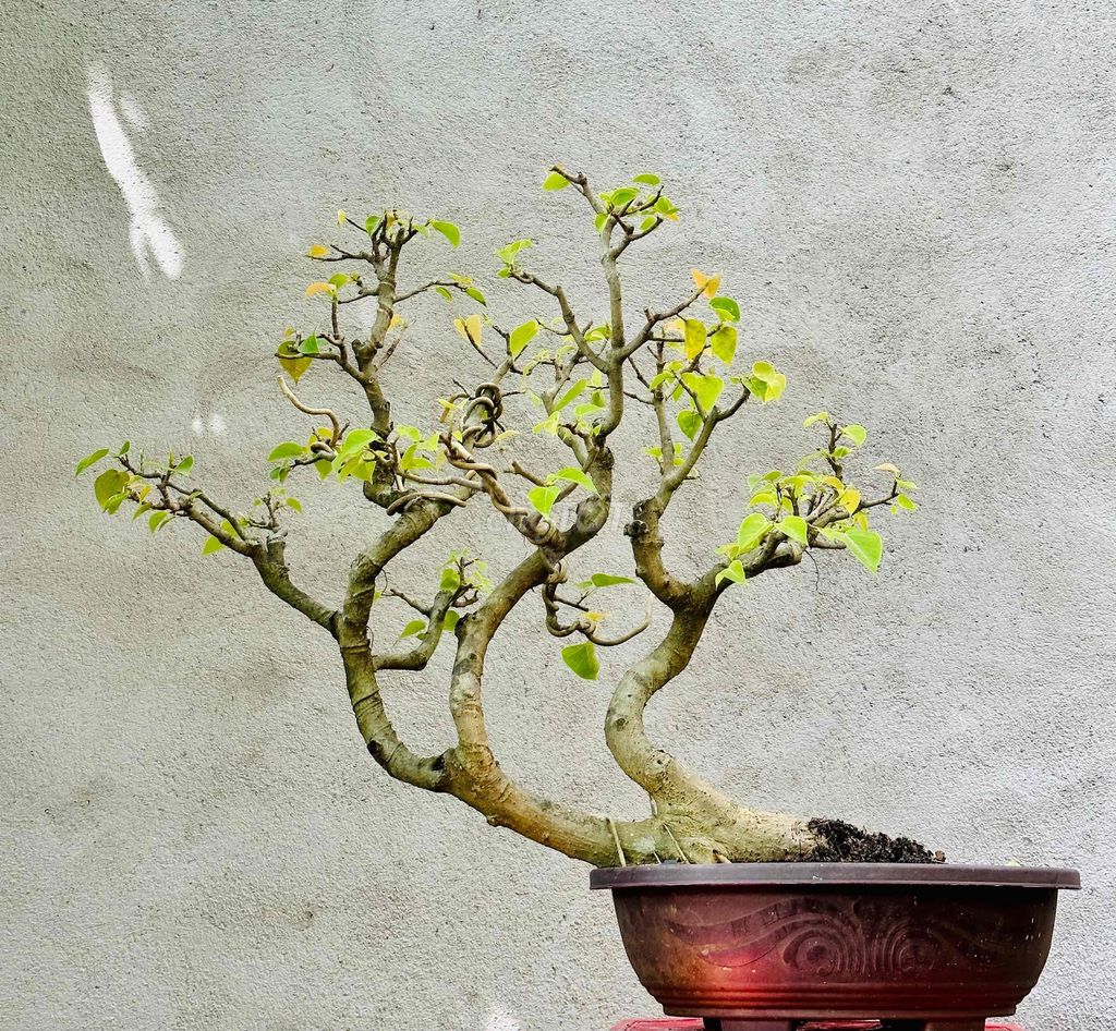 cây Lâm Vồ (đề trắng). Mua bán Cây cảnh, đồ trang trí tại Thị xã Phú Mỹ Bà Rịa - Vũng Tàu được đăng bởi Ghiền Bonsai hình 1