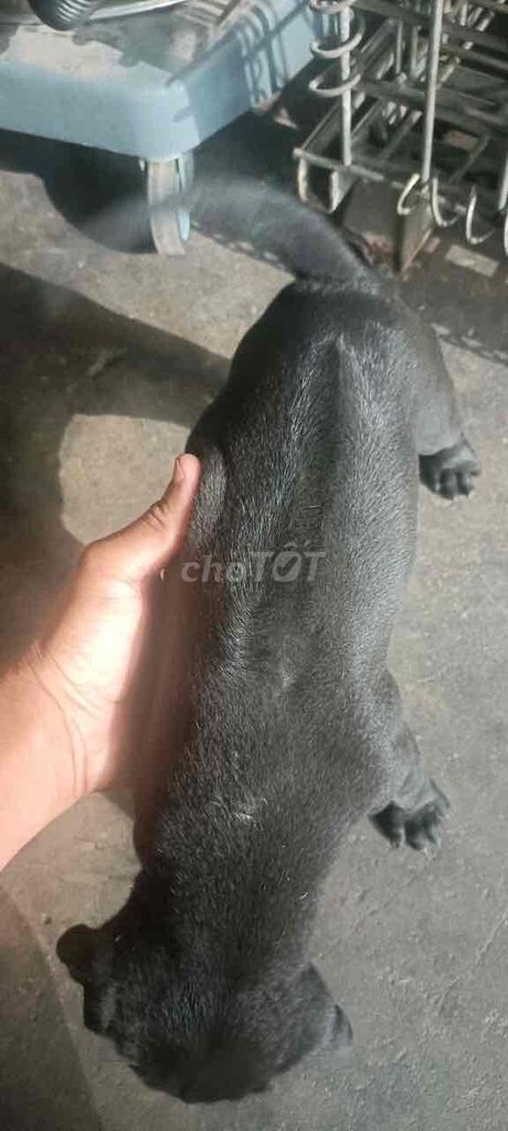 Chó Phú Quốc màu đen ngầu xoáy lưng 1.5 tháng tuổi