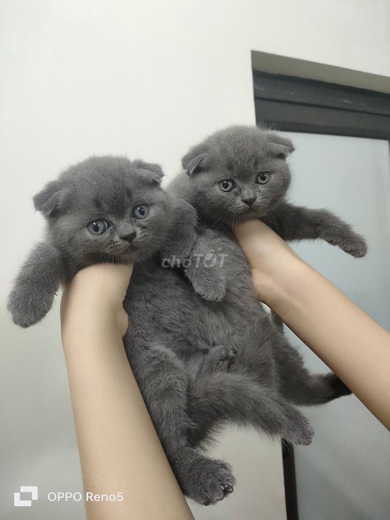 Mèo Anh lông ngắn Xám 1 tháng tuổi. Mua bán Mèo tại Quận Hà Đông Hà Nội được đăng bởi Phạm Văn Tiến  hình 1