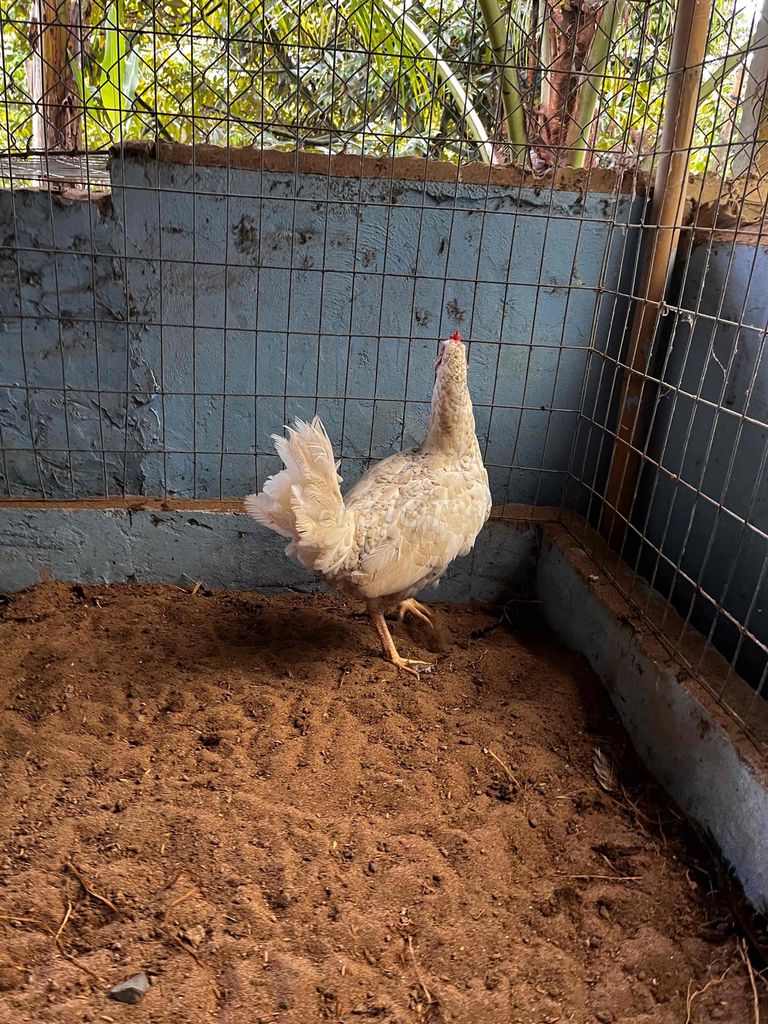 mái thái mỹ 2,4kg. Mua bán Gà tại Huyện Phong Điền Cần Thơ được đăng bởi Trần Khương Duy hình 4