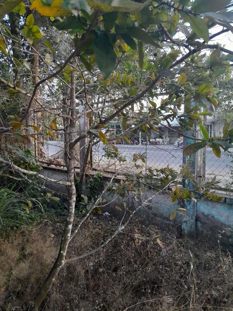 Mai vàng Hoành 23 cm. Mua bán Cây cảnh, đồ trang trí tại Thành phố Sóc Trăng Sóc Trăng được đăng bởi Hải F 3 hình 1