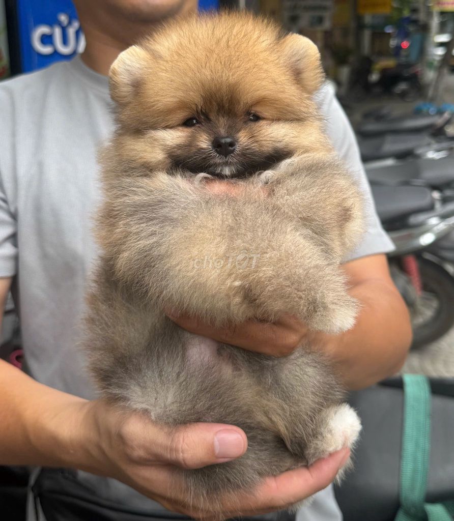 Chó Pomeranian, Thuần Chủng Đà Nẵng. Mua bán Chó tại Quận Thanh Khê Đà Nẵng được đăng bởi Thy Thy hình 1