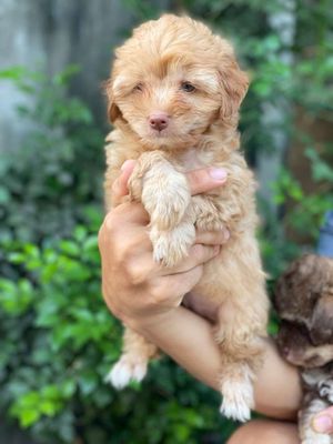 Chó Poodle lai đực gần 2 tháng