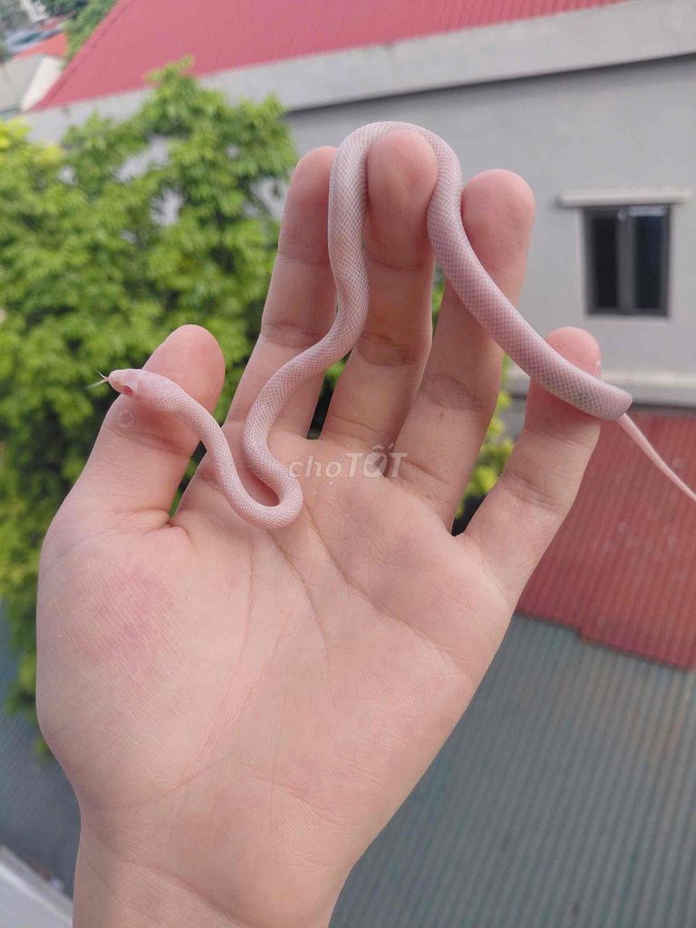 Blizzard corn snake. Mua bán Thú cưng khác tại Huyện Nhà Bè Tp Hồ Chí Minh được đăng bởi Noname hình 1