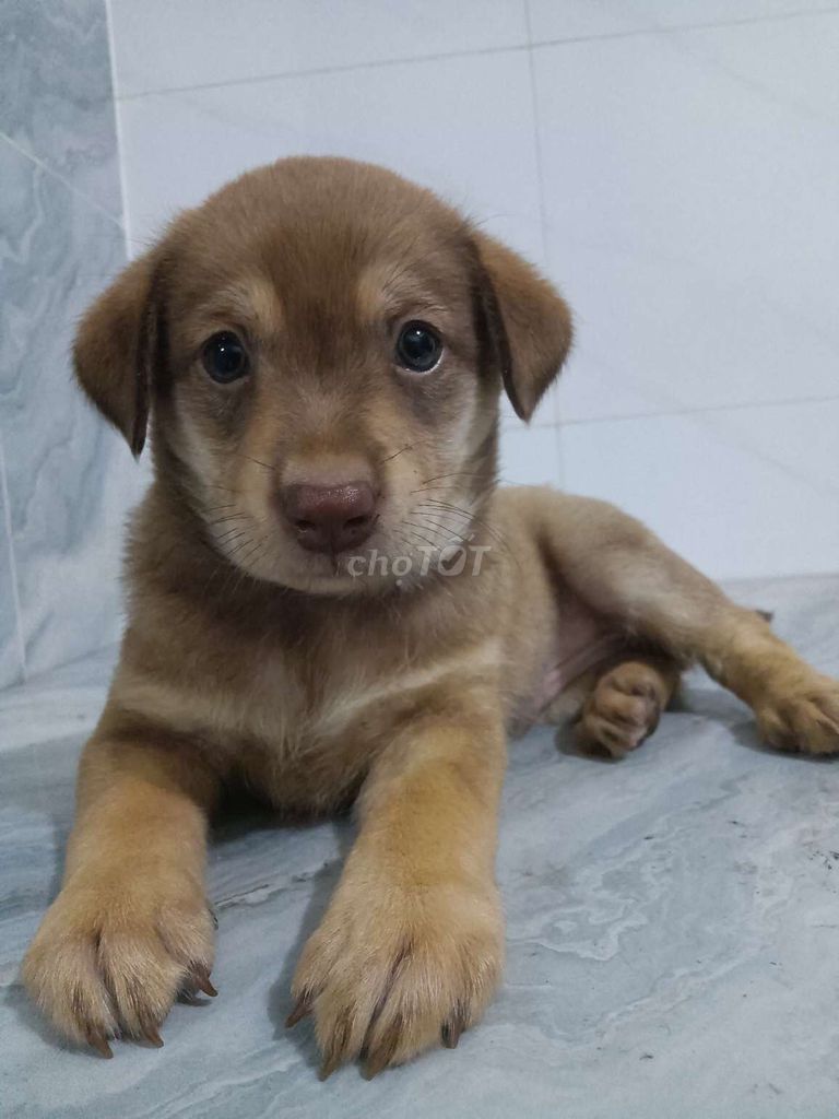 Chó Golden đực 50 ngày tuổi đẹp trai rất khôn. Mua bán Chó tại Quận 6 Tp Hồ Chí Minh được đăng bởi Tăng Chí Lương  hình 1