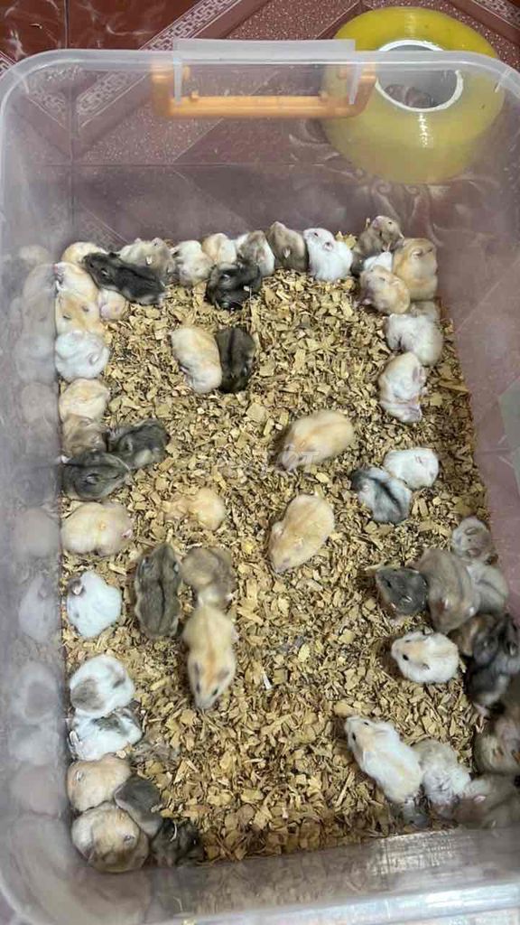 Hamster WW khỏe mạnh 20 con. Mua bán Thú cưng khác tại Quận Hai Bà Trưng Hà Nội được đăng bởi Hoàng Hà hình 1
