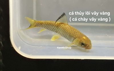 Chày bỗng pami. Mua bán Thú cưng khác tại Thành phố Sa Đéc Đồng Tháp được đăng bởi Trại gà Đồng Tháp