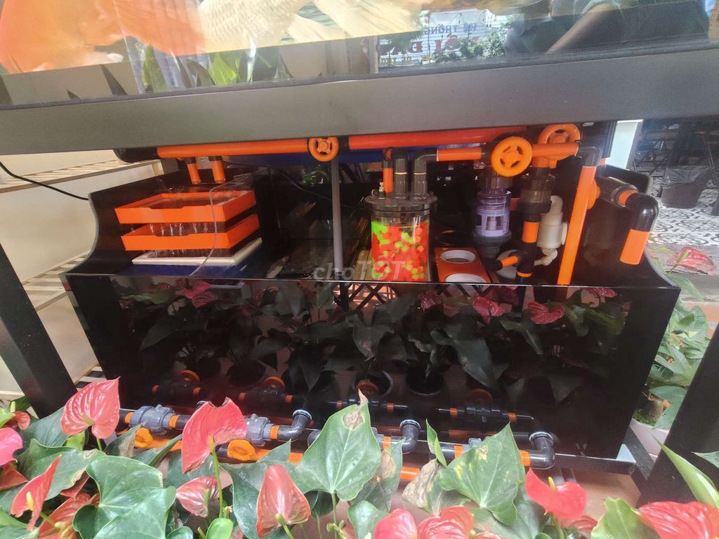 Hồ cá Kính công nghệ. Mua bán Phụ kiện, Thức ăn, Dịch vụ tại Huyện Nhà Bè Tp Hồ Chí Minh được đăng bởi trần thanh tâm hình 1