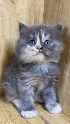 Bán Mèo Anh Lông Dài. Mua bán Mèo tại Quận Gò Vấp Tp Hồ Chí Minh được đăng bởi Thiên Đường