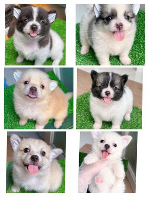 Chó phốc sóc nhật 2 tháng, có tiêm