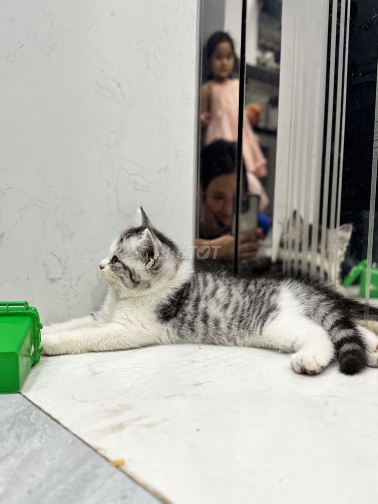 Mèo con thuần Anh lông ngắn của nhà đẻ. Mua bán Mèo tại Quận Bắc Từ Liêm Hà Nội được đăng bởi Nguyễn Thị Minh Tâm hình 7