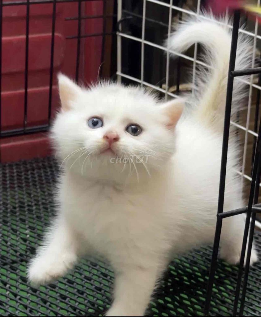 Mình cần tìm nhà mới cho các bé ạ. Mua bán Mèo tại Quận 3 Tp Hồ Chí Minh được đăng bởi Mỹ Ngọc hình 1