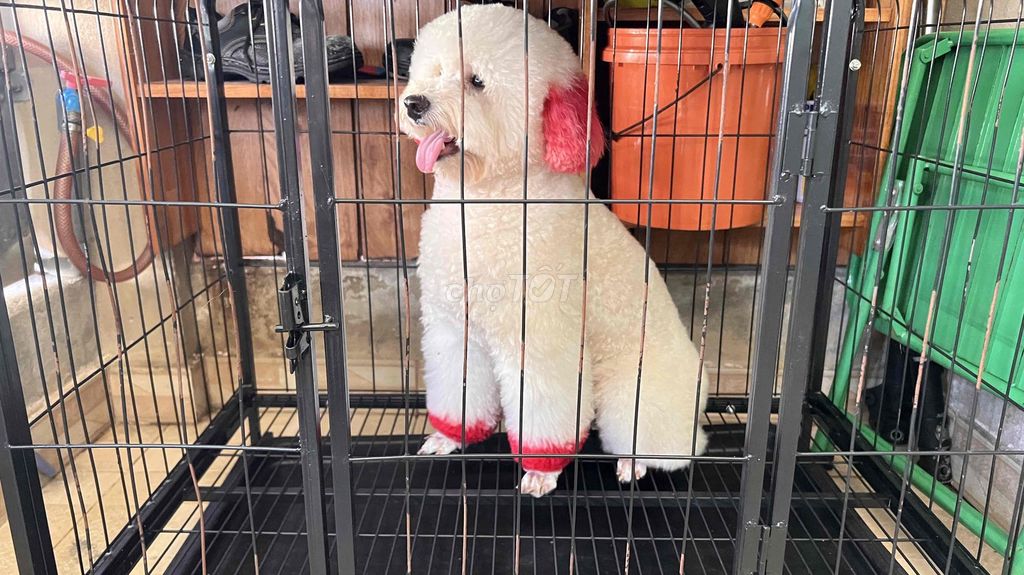 Chó Poodle lớn đã thiến hơn 1 tuổi đã tiêm phòng. Mua bán Chó tại Quận Liên Chiểu Đà Nẵng được đăng bởi Trường Vawn hình 1