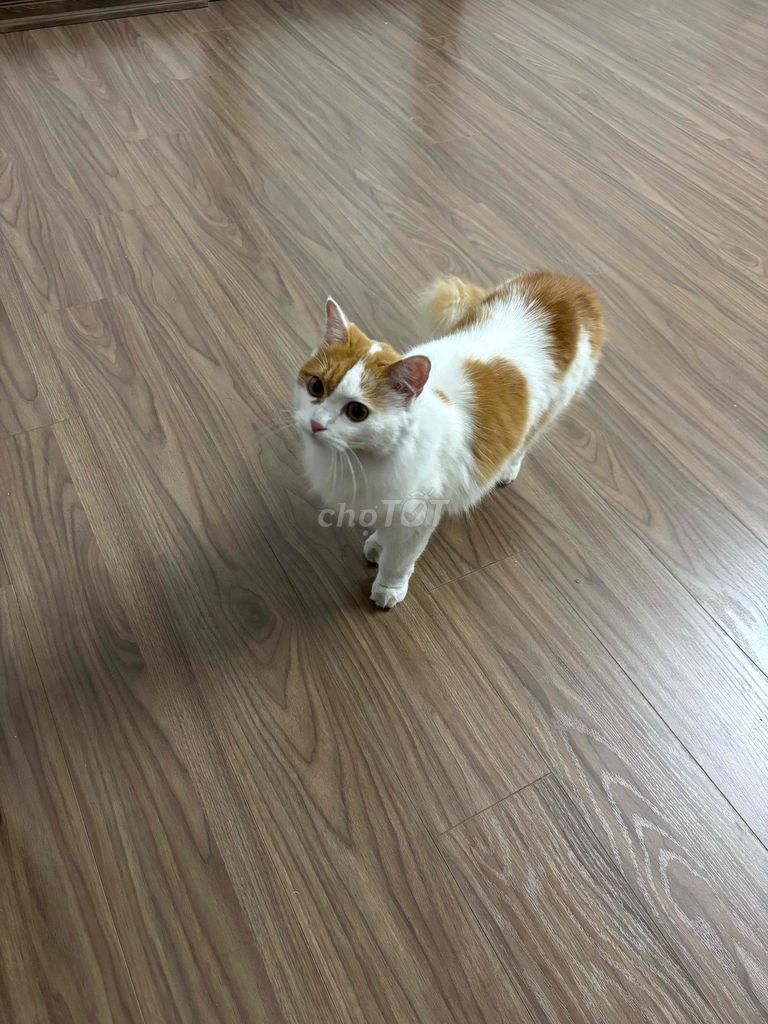 cần bán mèo đực 3 tuổi  vía sinh viên. Mua bán Mèo tại Quận Long Biên Hà Nội được đăng bởi Lê Quang Huy hình 1