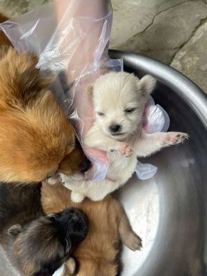 Phốc sóc lai nhật lông dài nhìu màu