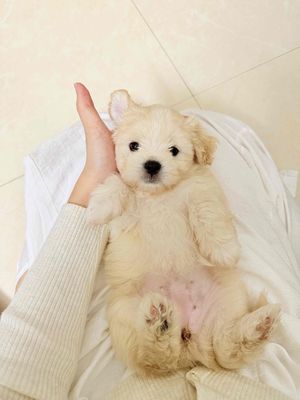 poodle nhà đẻ, 50 ngày tuổi đã tiêm.. Mua bán Chó tại Quận Hà Đông Hà Nội được đăng bởi trang hình 1