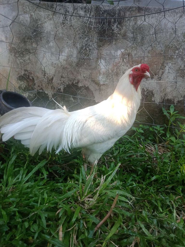 úa tơ hiện 3kg yếu có bầu. Mua bán Gà tại Huyện Vũng Liêm Vĩnh Long được đăng bởi Thanh L hình 1