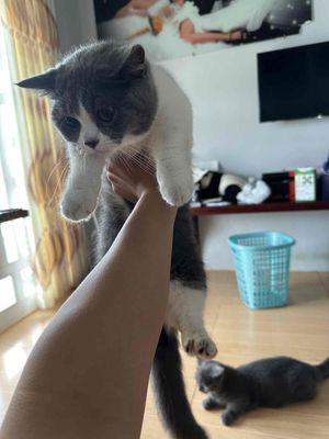 Mèo bicolor nhà đẻ. Mua bán Mèo tại Thành phố Sa Đéc Đồng Tháp được đăng bởi Vỹ Ân