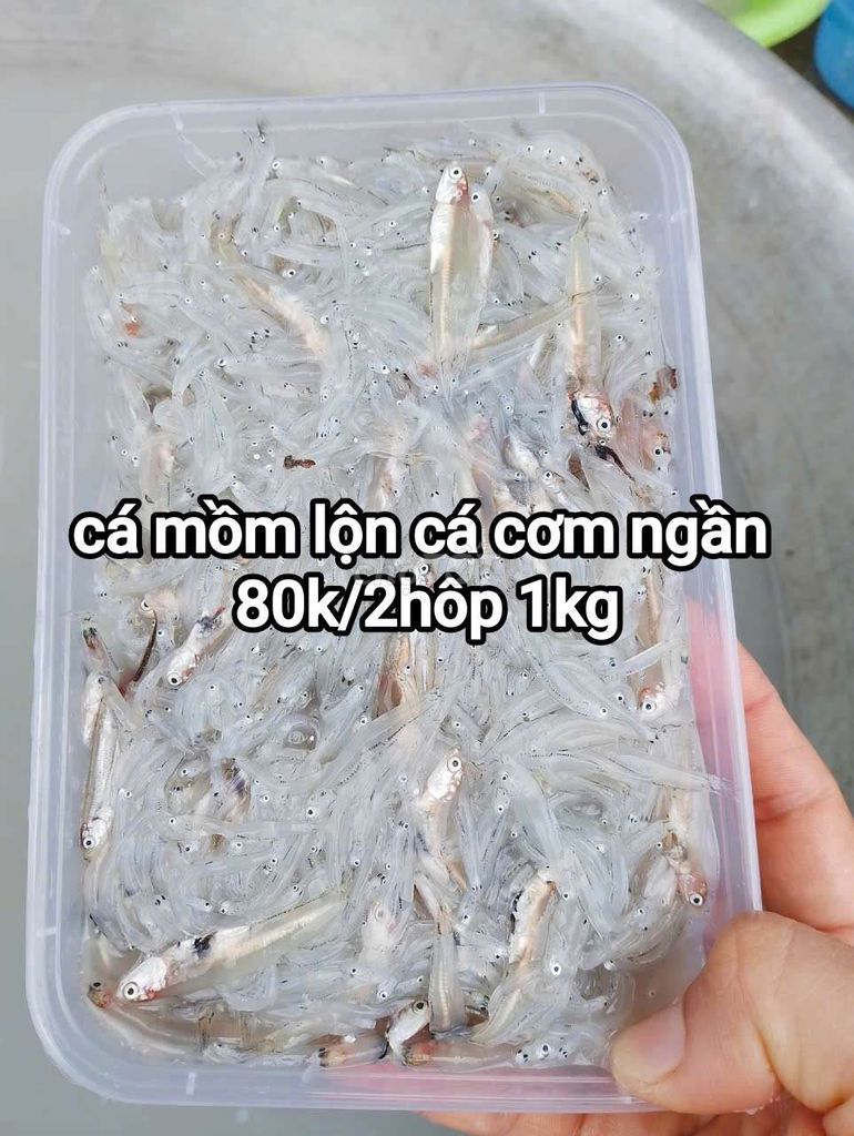 Cá mồm lộn cá cơm ngần